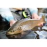 Trout Boss